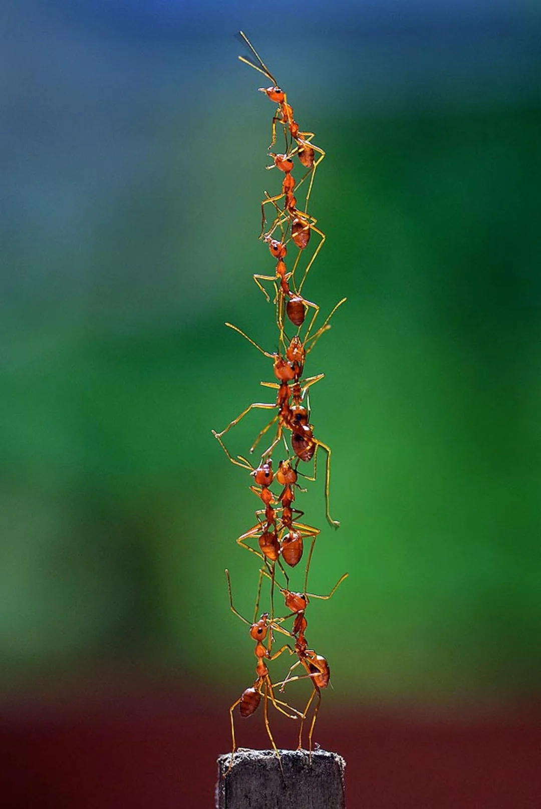 Photo of a small group of ants forming a narrow tower that is about two ants wide and six ants tall. (Photo credit: Fahmi Bhs)