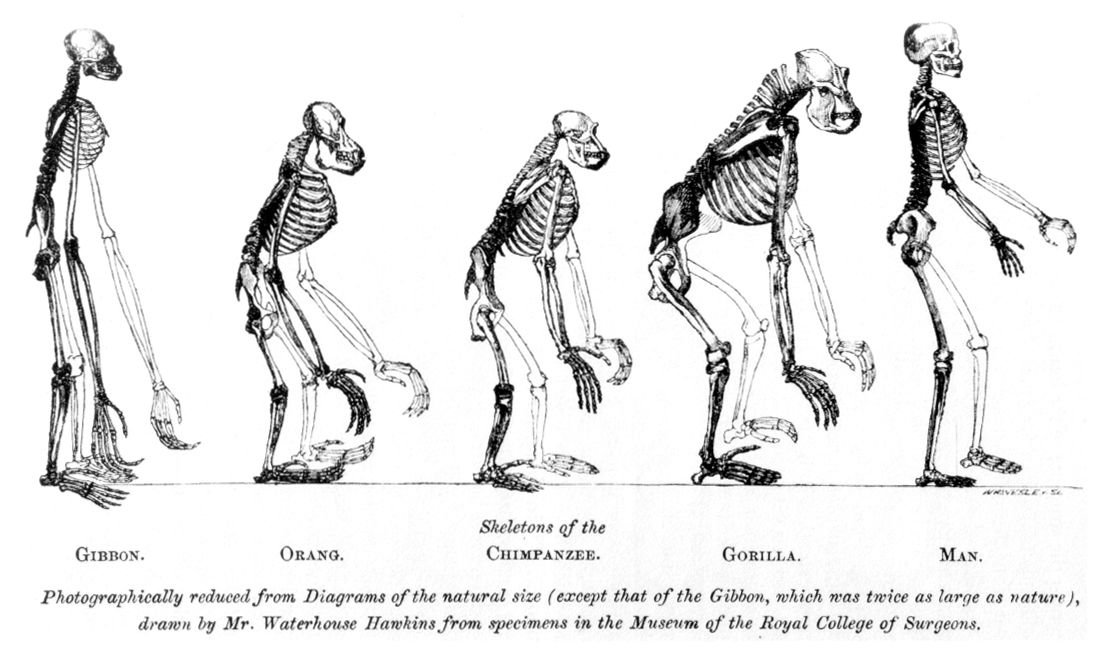 19th century drawings of five ape skeletons (gibbon, orangutang, chimpanzee, gorilla, human). 
