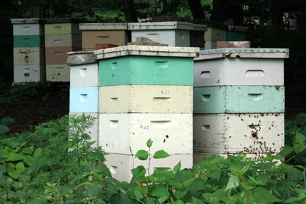 Photo of several agricultural wooden bee hives among tall green plants