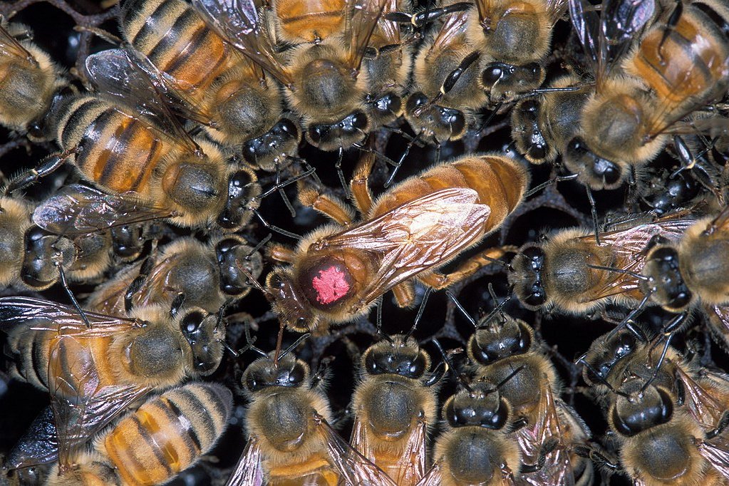 Photo of several worker bees surrounding a queen bee, who is marked with a red dot on her back