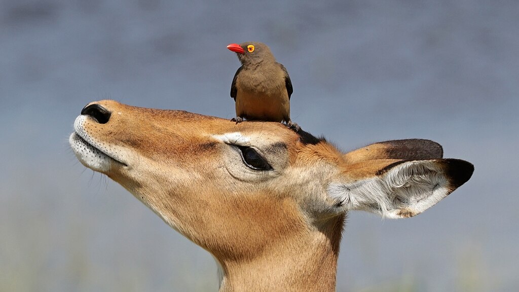 Photo of the head of an impala with a red-billed oxpecker staning on its forehead