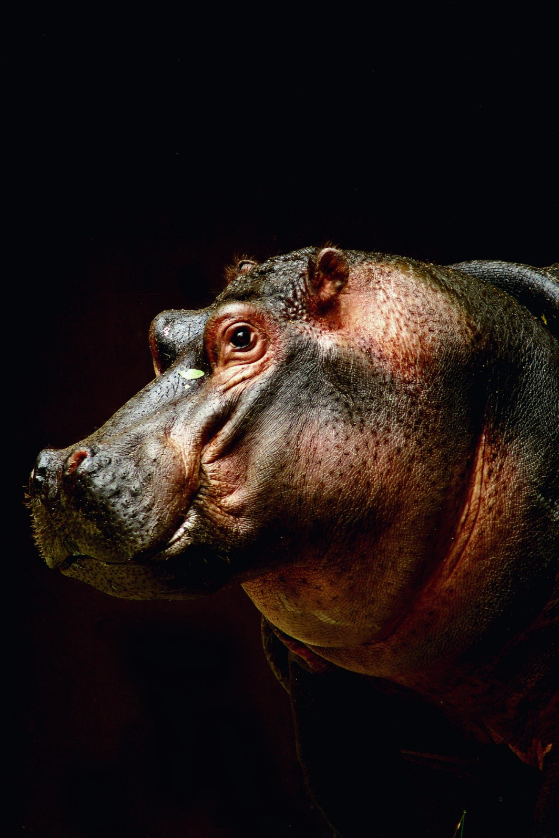 A photo portrait of a hippopotamus with studio lighting and a black background