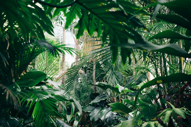 Photograph. Frame is filled with lush tropical greenery, as in a jungle
