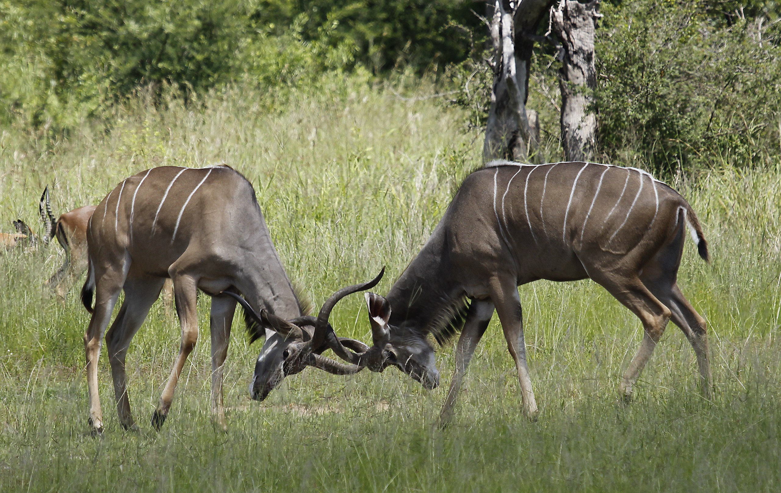 Photo of two Greater Kudu (a deer-like creature) locking horns