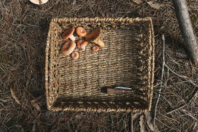 A brown woven basket with a few harvested wild mushrooms and a simple folding knife. Top down photo.