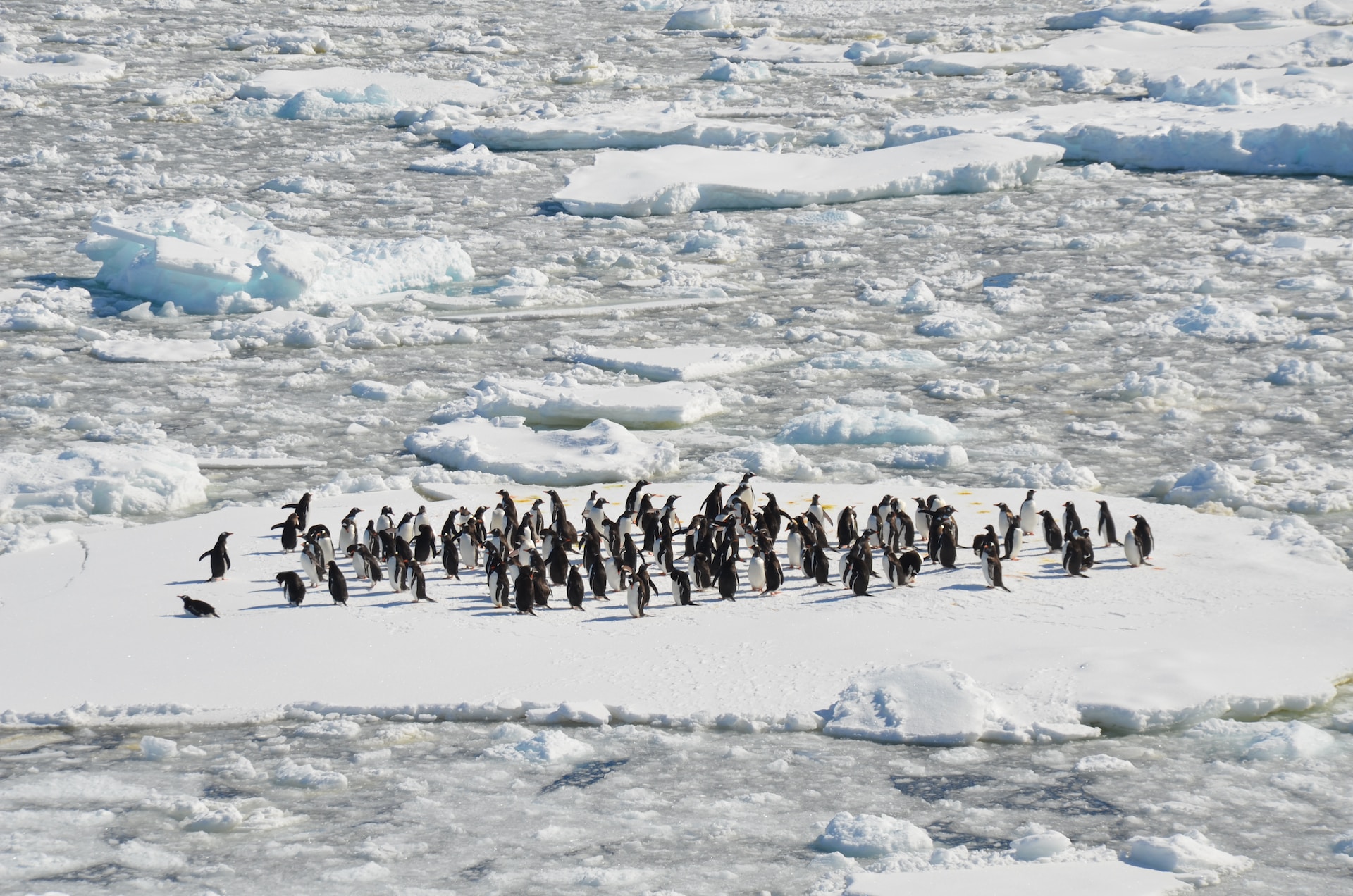 A collection of about 50 penguins standing in the middle of an ice floe