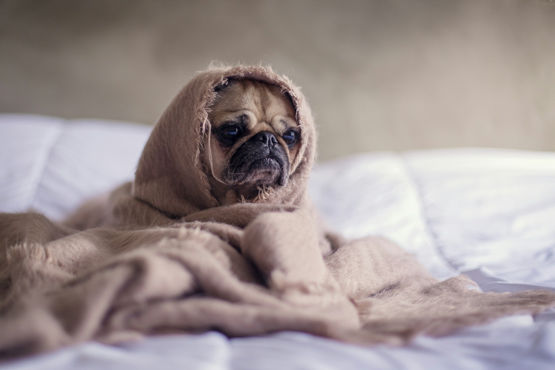 Photo of a pug dog, wrapped in a tattered blanket with only their sad little face exposed. They look like they are experiencing deep existential malaise.