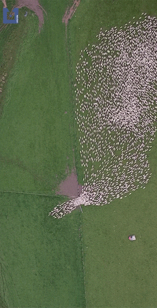 Arial vido of a flock of sheep moving through a small hole in a fense. The distance creates a sense of flowing water.