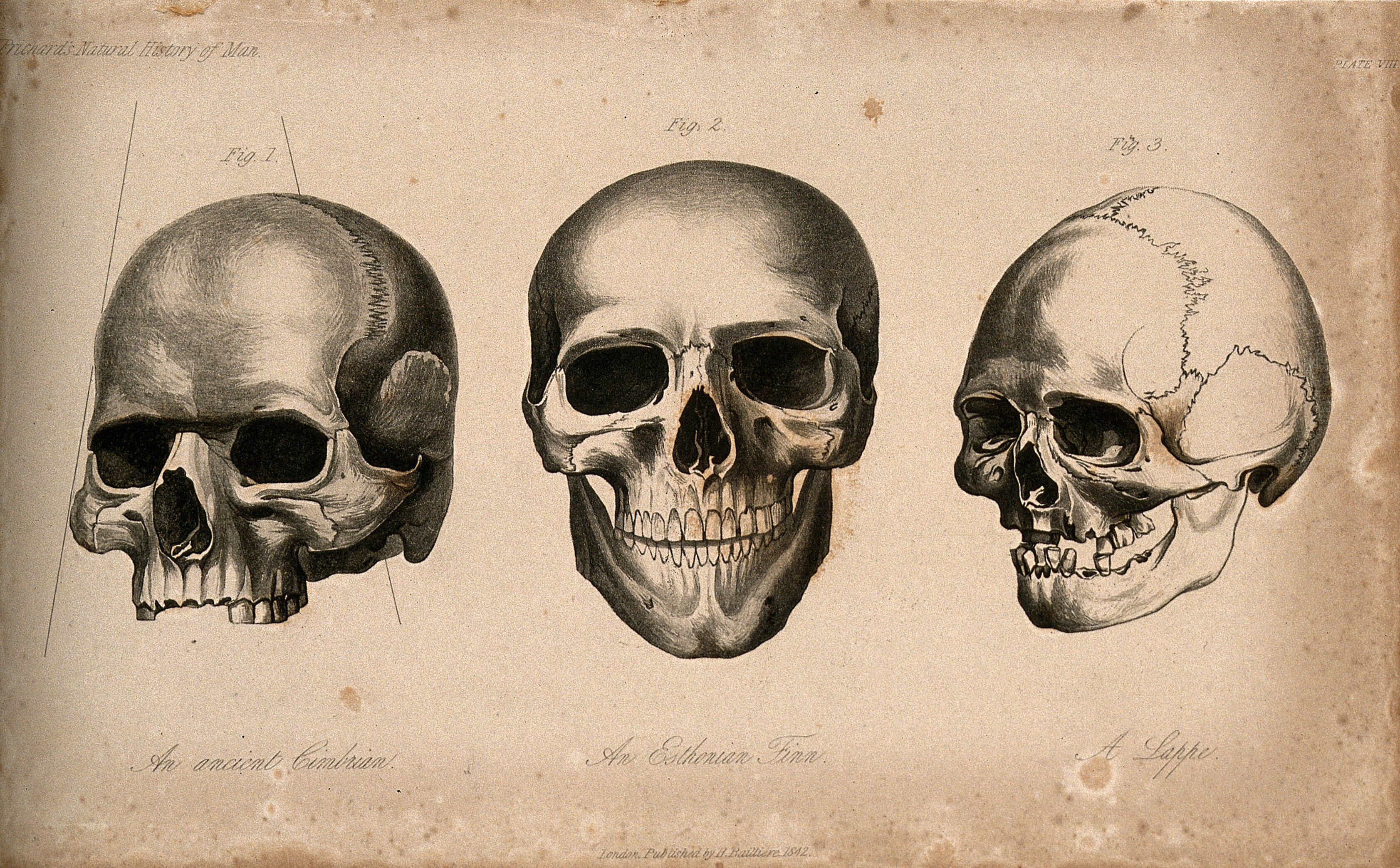 19th century woodcut illustration of three human skulls. Faint scripted labels indicate the skulls presumed origins