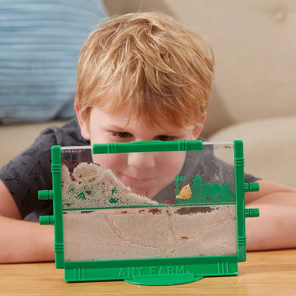 A photo of a small boy intently watching a plastic ant farm