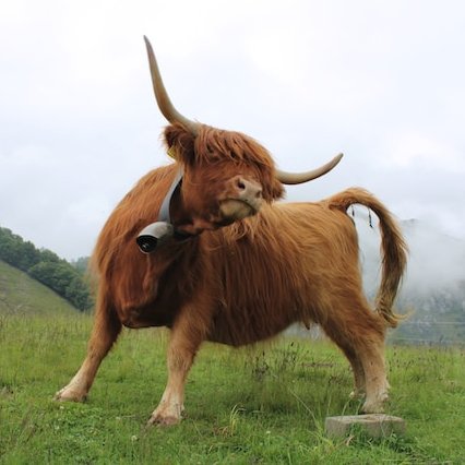 Photo of a joyous looking yak in a mountain meadow wearing a large bell around its neck